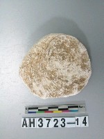 藏品(小型螺蓋製貝刮器)的圖片